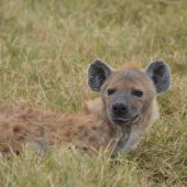  Ngorongoro Crater, TZ